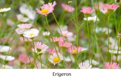 Erigeron