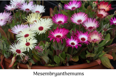 mesembryanthemums garden greenery beautiful bright colours life is a garden