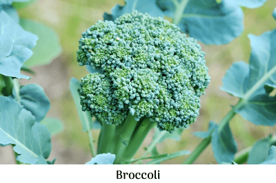 broccoli food greenery health garden autumn gardening life is a garden environmental