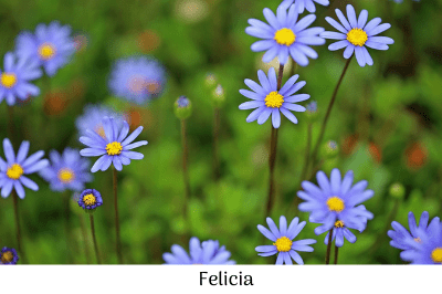 Garden Colour Plants Flowers Greenery Gardening Soil Autumn April Easter