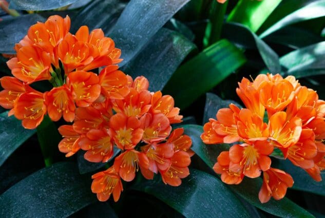 Biodiversity, love your garden, birds, plants, flowers, hydrangeas, animals, life is a garden