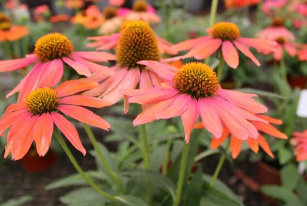 Biodiversity, love your garden, birds, plants, flowers, hydrangeas, animals, life is a garden