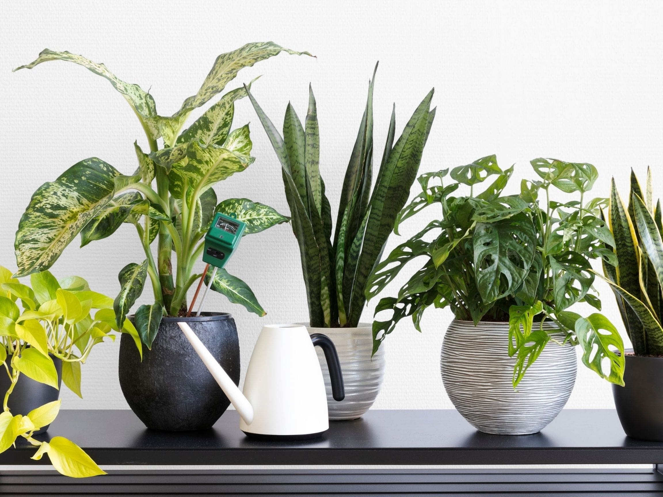 life is a garden, nurturing, garden, plants, nature, flowers, greenery, indoor, water