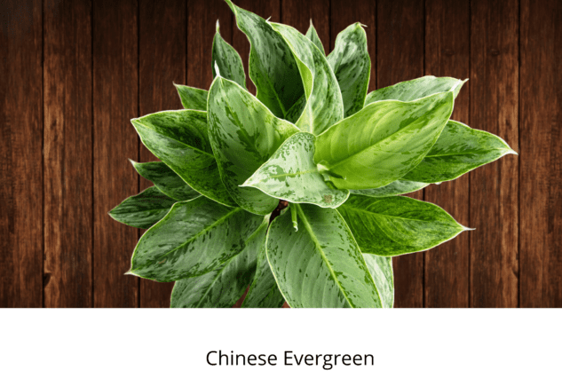 indoor, winter, plants, flowers, garden, life is a garden, greenery, pests, colourful, maintain, flower, colour