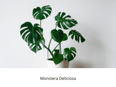 indoor, winter, plants, flowers, garden, life is a garden, greenery, pests, colourful, maintain, flower, colour