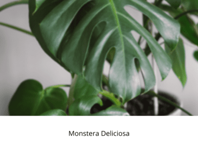 indoor, winter, plants, flowers, garden, life is a garden, greenery, pests, colourful, maintain, flower, colour