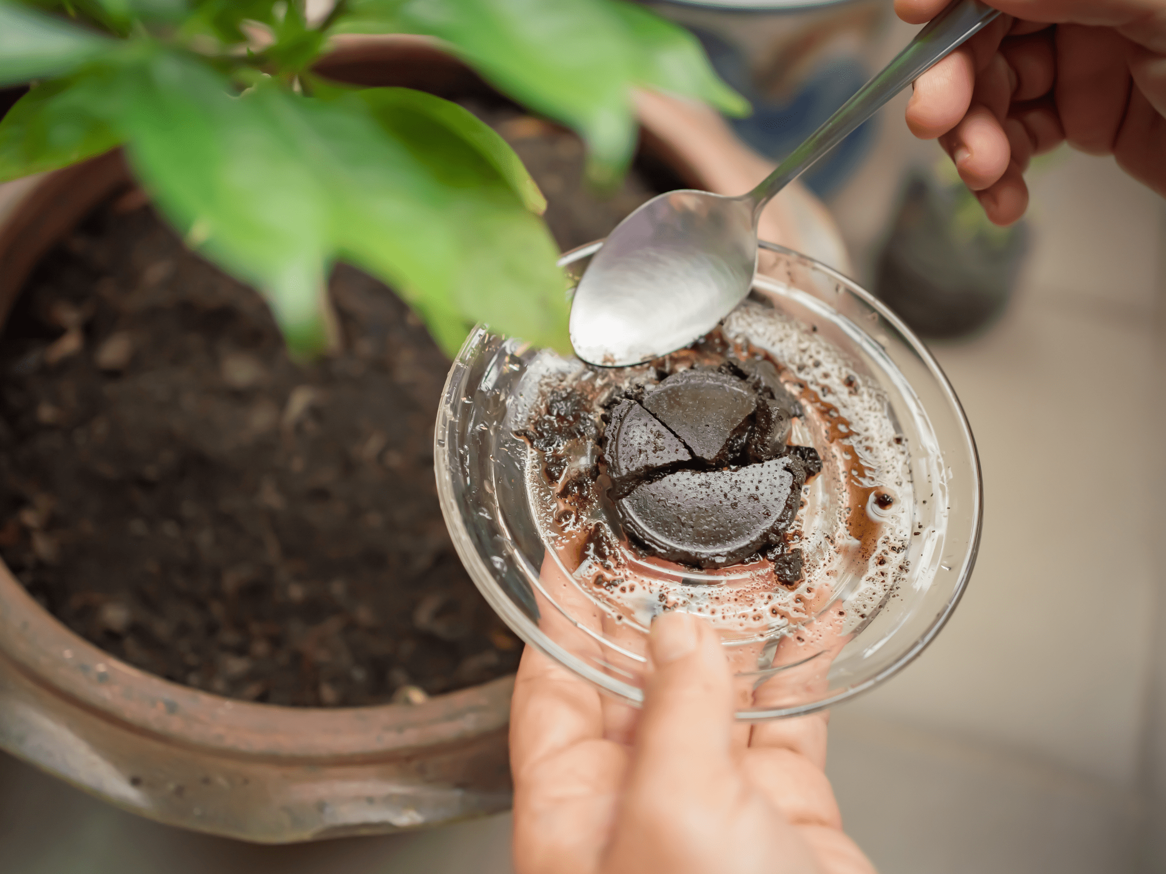 seedlings, winter, growth, greenery, food, plants, planting, winter, OUTSIDEIN, flowers, kitchen, life is a garden, nurture, nature, water, July, colour