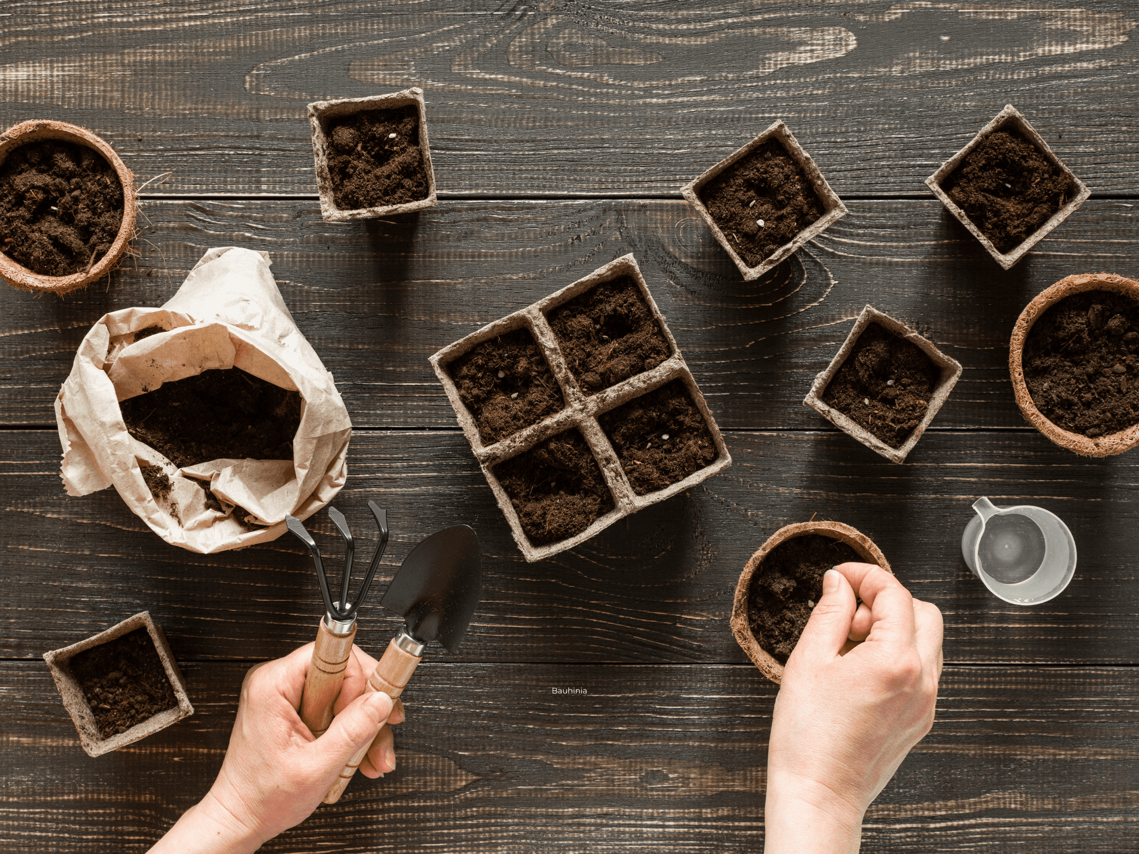 seedlings, winter, growth, greenery, food, plants, planting, winter, OUTSIDEIN, flowers, kitchen, life is a garden, nurture, nature, water, July, colour