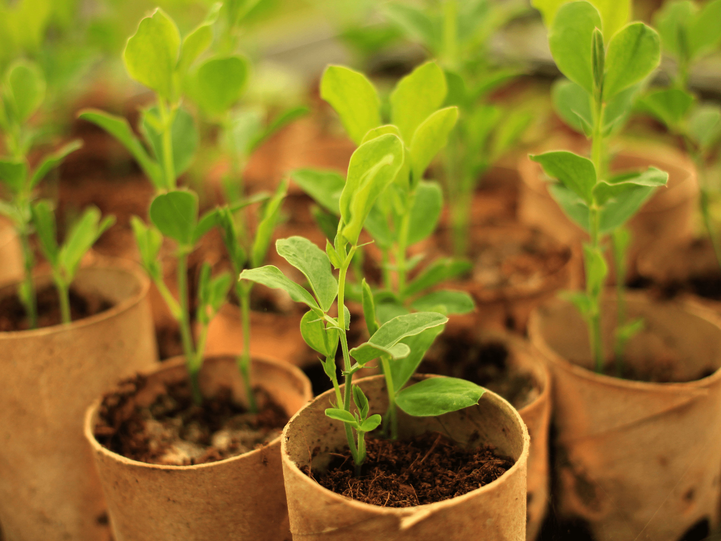 seedlings, winter, growth, greenery, food, plants, planting, winter, OUTSIDEIN, flowers, kitchen, life is a garden, nurture, nature, water, July, colour