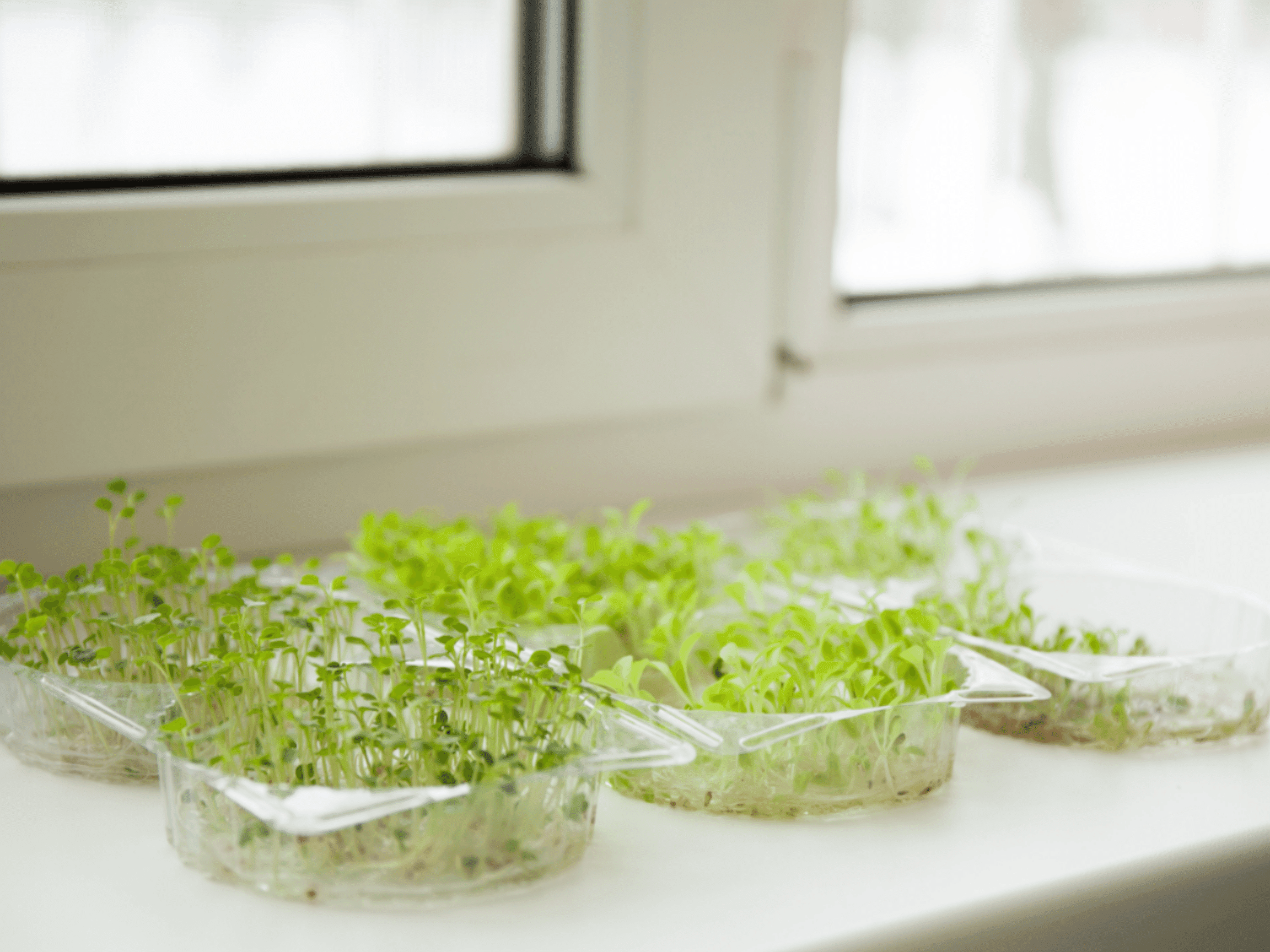 seedlings, winter, growth, greenery, food, plants, planting, winter, OUTSIDEIN, flowers, kitchen, life is a garden, nurture, nature, water, July, colour