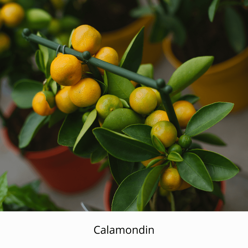 botanical boss, citrus, bonsai, life is a garden, citrus bonsai, green, flowers, plants, greenery, July, oranges, lemons, grapefruit, naartijies, mini citrus, winter, delicious, healthy, juice, cooking