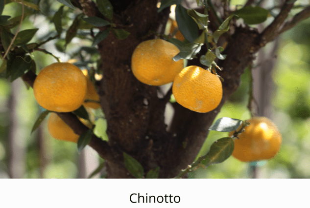 botanical boss, citrus, bonsai, life is a garden, citrus bonsai, green, flowers, plants, greenery, July, oranges, lemons, grapefruit, naartijies, mini citrus, winter, delicious, healthy, juice, cooking