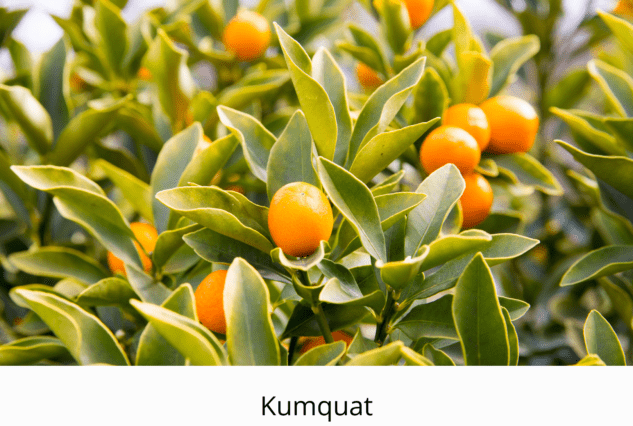 botanical boss, citrus, bonsai, life is a garden, citrus bonsai, green, flowers, plants, greenery, July, oranges, lemons, grapefruit, naartijies, mini citrus, winter, delicious, healthy, juice, cooking