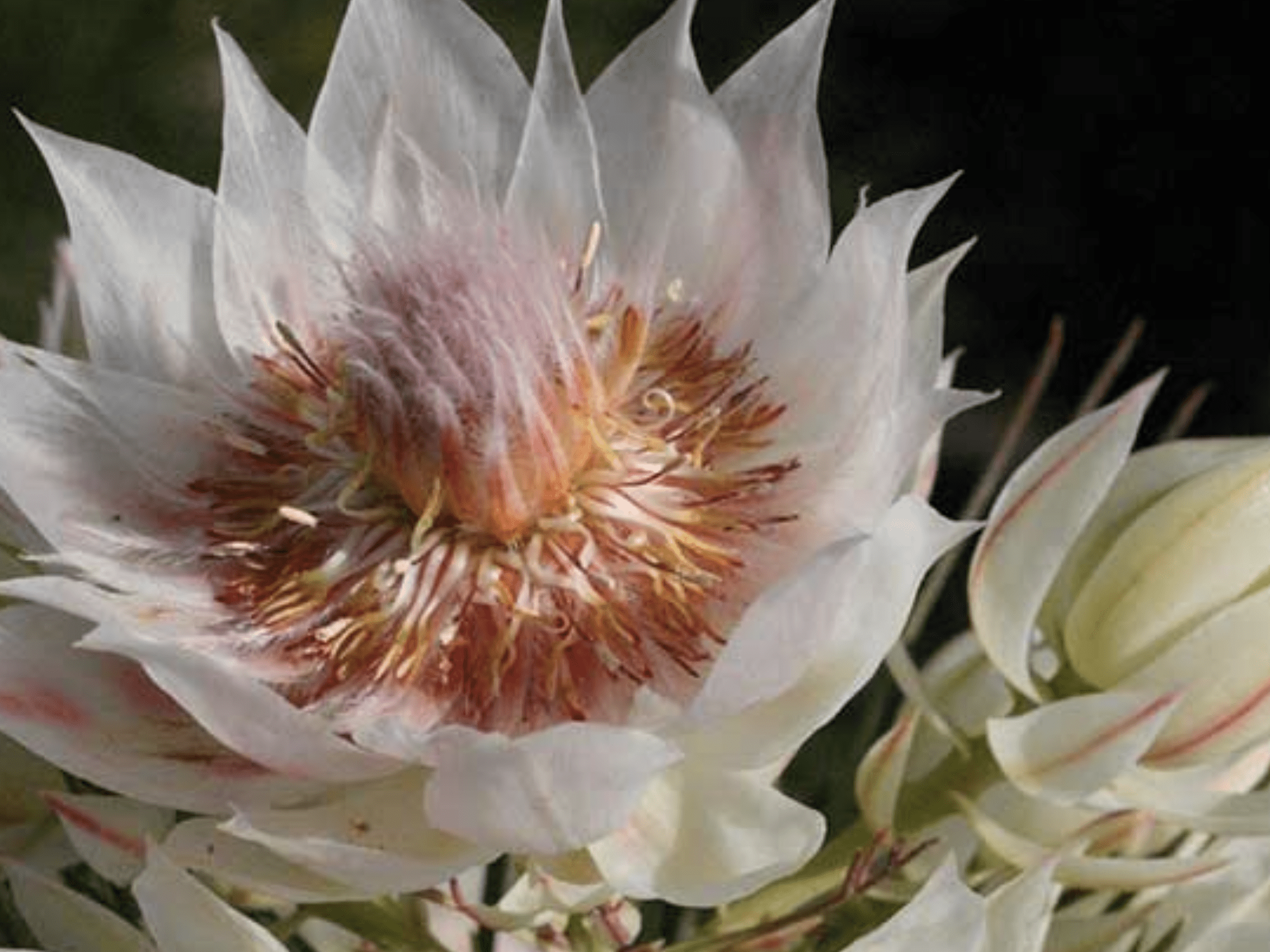 august, fynbos, protea, ericas, king proteas, life is a garden, greenery, colour, plants, diversity