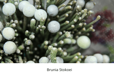 august, fynbos, protea, ericas, king proteas, life is a garden, greenery, colour, plants, diversity
