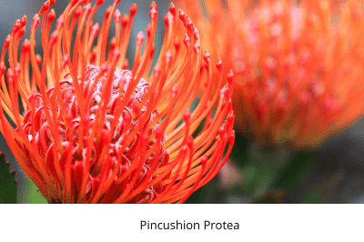 august, fynbos, protea, ericas, king proteas, life is a garden, greenery, colour, plants, diversity
