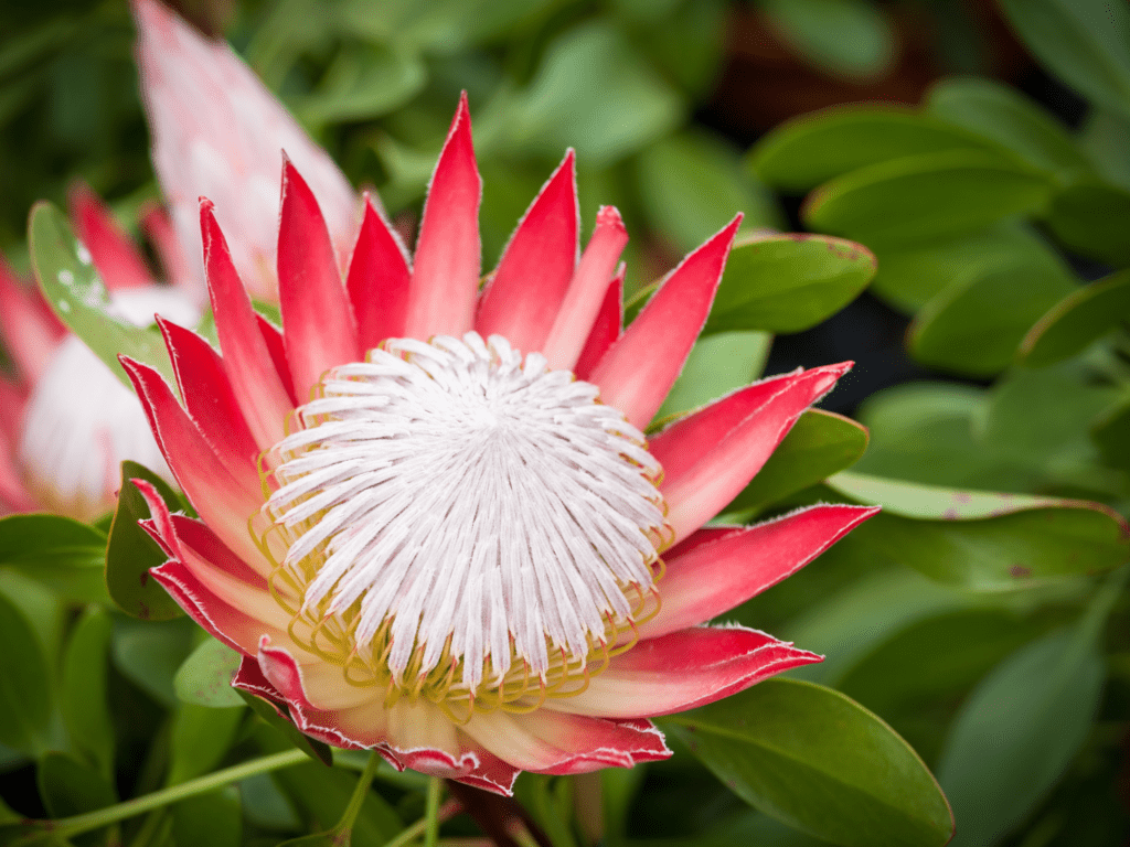 august, fynbos, protea, ericas, king proteas, life is a garden, greenery, colour, plants, diversity