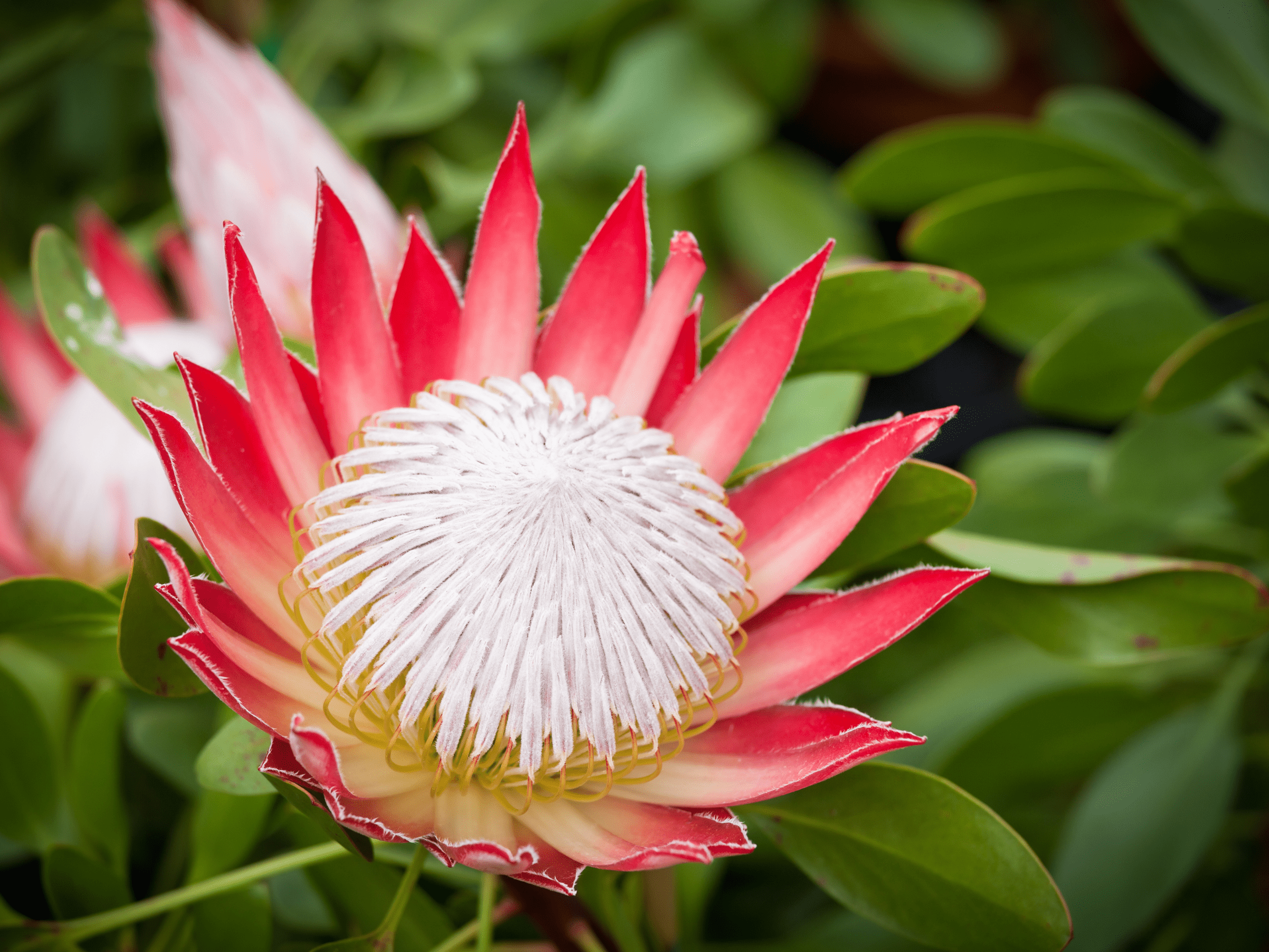 august, fynbos, protea, ericas, king proteas, life is a garden, greenery, colour, plants, diversity