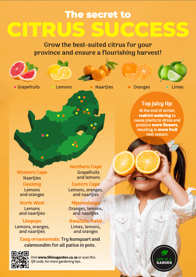 citrus, colour, fruit, life is a garden, juice, lemonade, provinces, plants, colour, lemons, oranges, grapefruits, winter, vitamin c, zesty