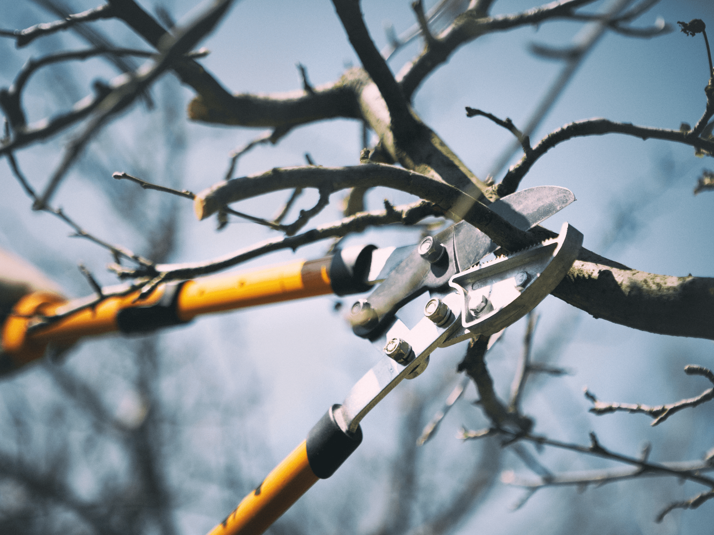 life is a garden, tree factor, birds, biodiversity, unique, colour, greenery, bark, leaves, fruit, flowers, vibrant, indigenous