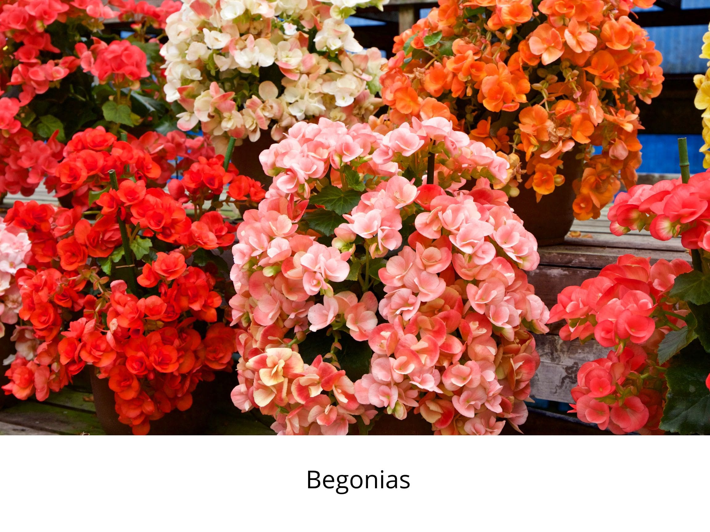 patios, stoep, life is a garden, October, garden, gardening, colour, flowers, beauty, greenery, creativity, outdoors, spring