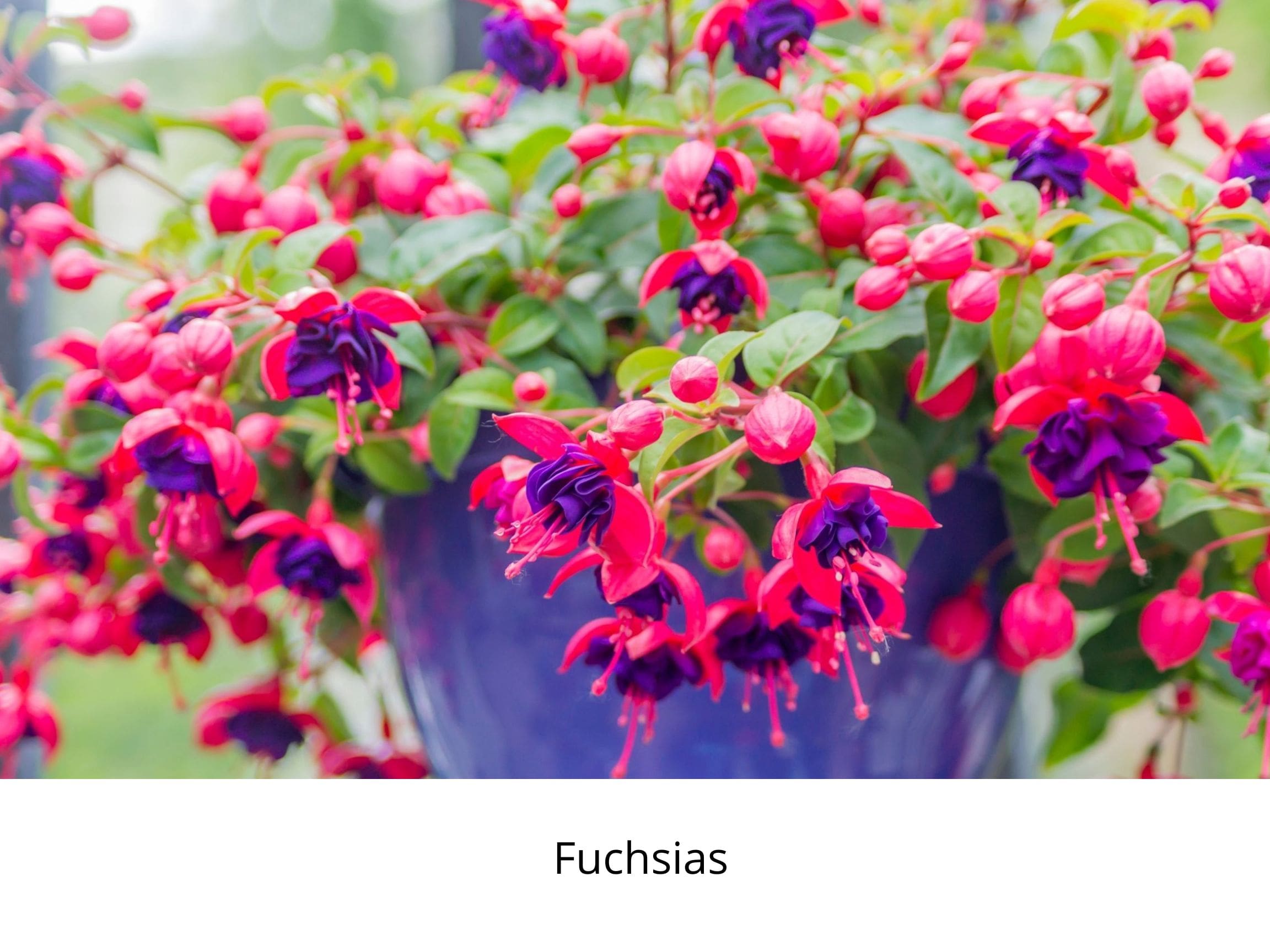 patios, stoep, life is a garden, October, garden, gardening, colour, flowers, beauty, greenery, creativity, outdoors, spring