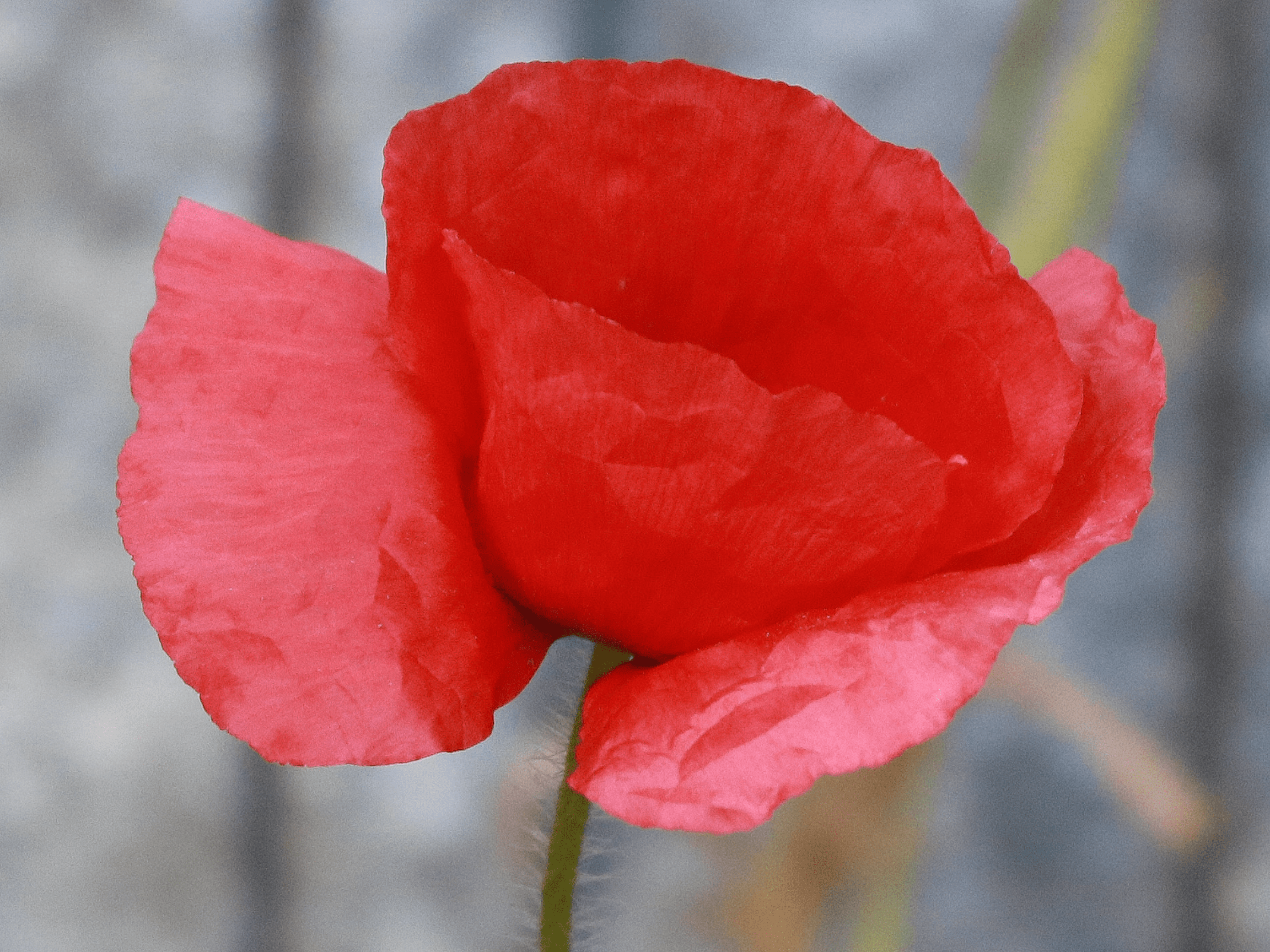 Poppies, flanders, red, war, garden, mayford, gardening, flowers, spring, greenery, colour, life is a garden, biodiversity