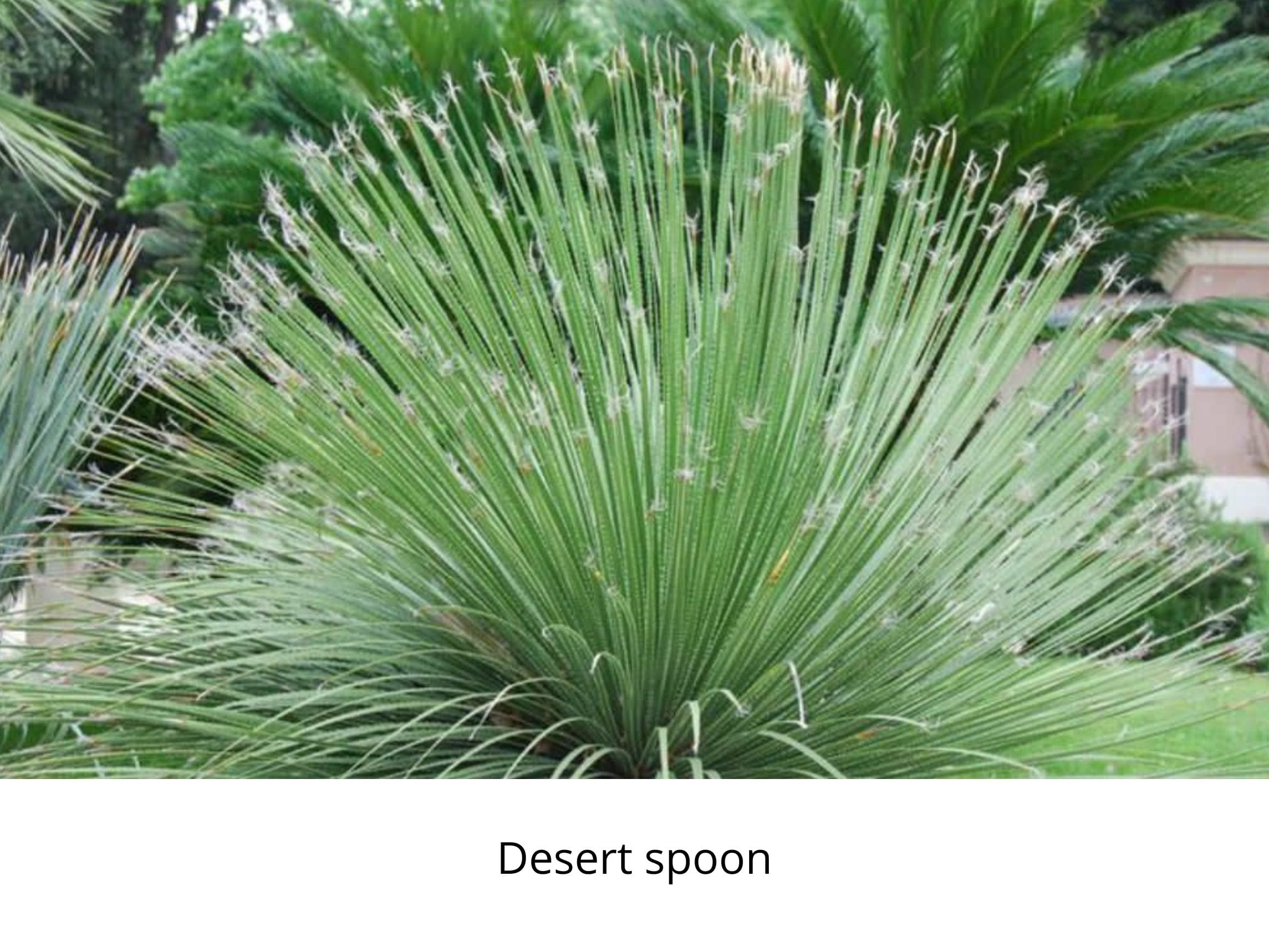 October, Life is a garden, xeriscaping, cacti, water wise, rocks, stones, pebbles, plants, greenery, garden, gardening, succulents, backyard, spring, summer, decorative gardening, landscaping, botanical boss