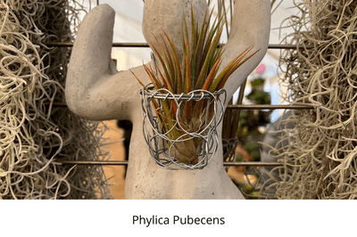Airplants, tillandsia, trichomes, November, garden, air, soilless, Greenery, life is a garden, decor, hanging, staghorn, butzii, colour, soil, hydroponics, water, vertical, botanical boss