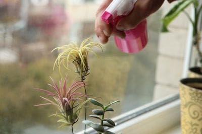 Airplants, tillandsia, trichomes, November, garden, air, soilless, Greenery, life is a garden, decor, hanging, staghorn, butzii, colour, soil