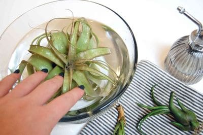 Airplants, tillandsia, trichomes, November, garden, air, soilless, Greenery, life is a garden, decor, hanging, staghorn, butzii, colour, soil
