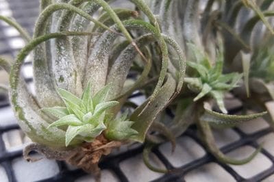 Airplants, tillandsia, trichomes, November, garden, air, soilless, Greenery, life is a garden, decor, hanging, staghorn, butzii, colour, soil