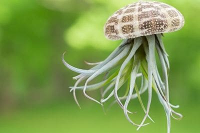Airplants, tillandsia, trichomes, November, garden, air, soilless, Greenery, life is a garden, decor, hanging, staghorn, butzii, colour, soil