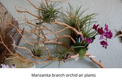 Airplants, tillandsia, trichomes, November, garden, air, soilless, Greenery, life is a garden, decor, hanging, staghorn, butzii, colour, soil, hydroponics, water, vertical, botanical bossAirplants, tillandsia, trichomes, November, garden, air, soilless, Greenery, life is a garden, decor, hanging, staghorn, butzii, colour, soil
