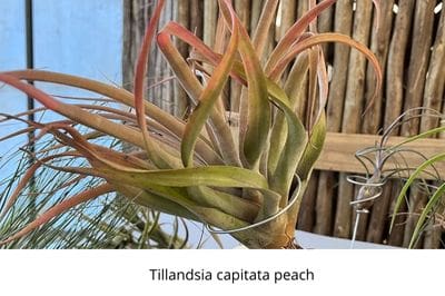 Airplants, tillandsia, trichomes, November, garden, air, soilless, Greenery, life is a garden, decor, hanging, staghorn, butzii, colour, soil