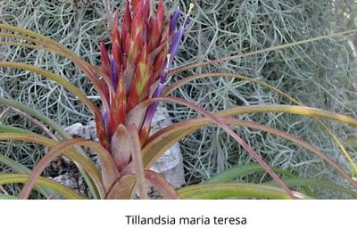 Airplants, tillandsia, trichomes, November, garden, air, soilless, Greenery, life is a garden, decor, hanging, staghorn, butzii, colour, soil