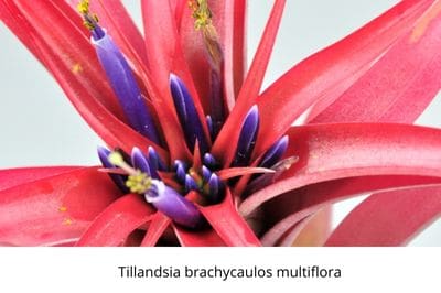 Airplants, tillandsia, trichomes, November, garden, air, soilless, Greenery, life is a garden, decor, hanging, staghorn, butzii, colour, soil