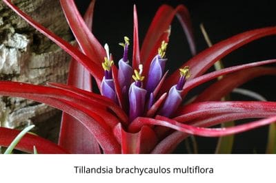 Airplants, tillandsia, trichomes, November, garden, air, soilless, Greenery, life is a garden, decor, hanging, staghorn, butzii, colour, soil
