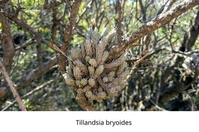 Airplants, tillandsia, trichomes, November, garden, air, soilless, Greenery, life is a garden, decor, hanging, staghorn, butzii, colour, soil