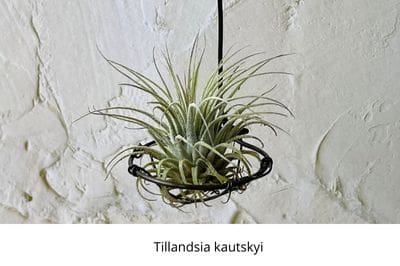 Airplants, tillandsia, trichomes, November, garden, air, soilless, Greenery, life is a garden, decor, hanging, staghorn, butzii, colour, soil