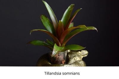 Airplants, tillandsia, trichomes, November, garden, air, soilless, Greenery, life is a garden, decor, hanging, staghorn, butzii, colour, soil