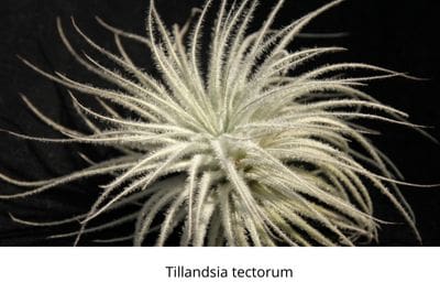 Airplants, tillandsia, trichomes, November, garden, air, soilless, Greenery, life is a garden, decor, hanging, staghorn, butzii, colour, soil
