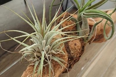 Airplants, tillandsia, trichomes, November, garden, air, soilless, Greenery, life is a garden, decor, hanging, staghorn, butzii, colour, soil