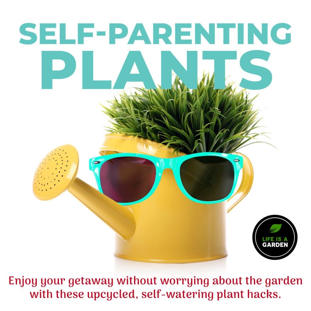 botanical boss, aloe, plant parenting, sel watering, greenery, life is a garden, gardening, colours, plants, DIY, watering,upcycling, water, growing, hack