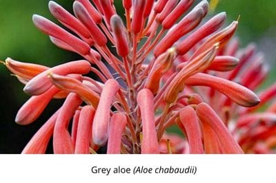 botanical boss, aloe, plant parenting, sel watering, greenery, life is a garden, gardening, colours, plants, DIY, watering,upcycling, water, growing, hack