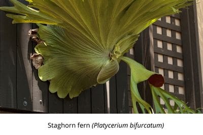 Greenovate, Bathroom, greenery, plants, vegetables, harvest, checklist, pests, apricots, apples, bamboo, beetroot, staghorn fern, croton plants, guzmania flower, thyme, rosemary, life is a garden, february