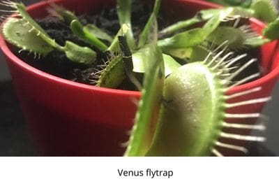 bog in a bucket, Predator plant, Life is a garden, plant predator month, carnivorous plants, exotic, indigenous plants, greenery, colours, pitcher plants, Venus flytrap, flytrap, gardening, February, Gardening