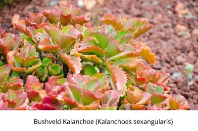 life is a garden, greenery, expert, tenacious texture, march gardening, malanseauns, gca, garden centre, garden, flowers, plants, plat, colours, nature, march in the garden