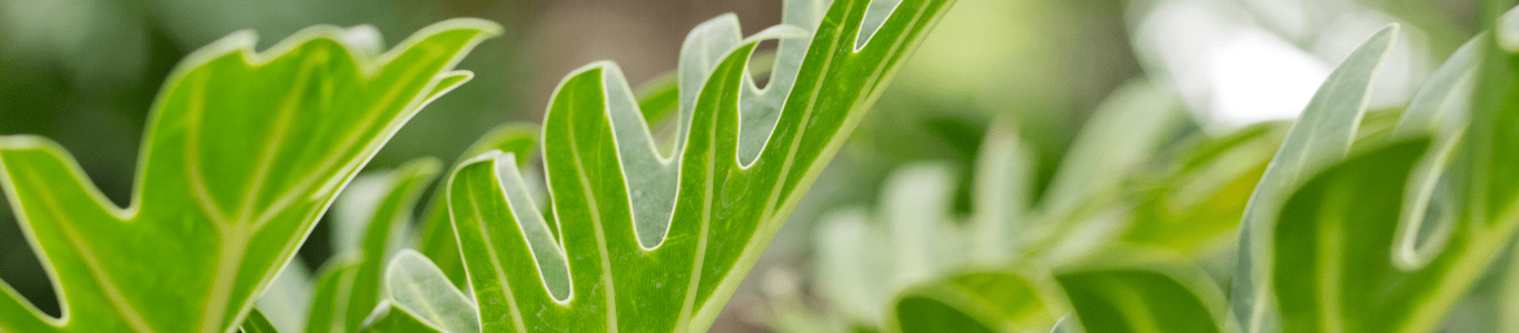 texture, plan, carexes, feather falls, silver falls, life is a garden, march, listicle, phormium