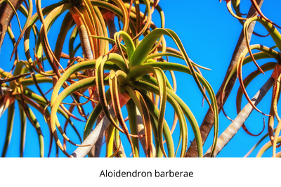 March, Botanical Boss< greenery, gardening, colour, life is a garden, flowers, plants, foliage, soil, ceeds, design, pebbles, ornaments, texture, beautiful, gardens, fountains, march, autumn, autumn gardening, march gardening, decorative gardening, landscaping